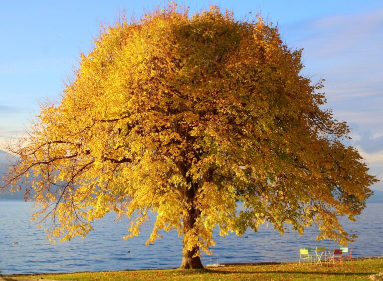 tree, nature background, autumn colors, nature wallpaper, water, fall, fall season, nature, flora, plant, beautiful nature, hd wallpaper